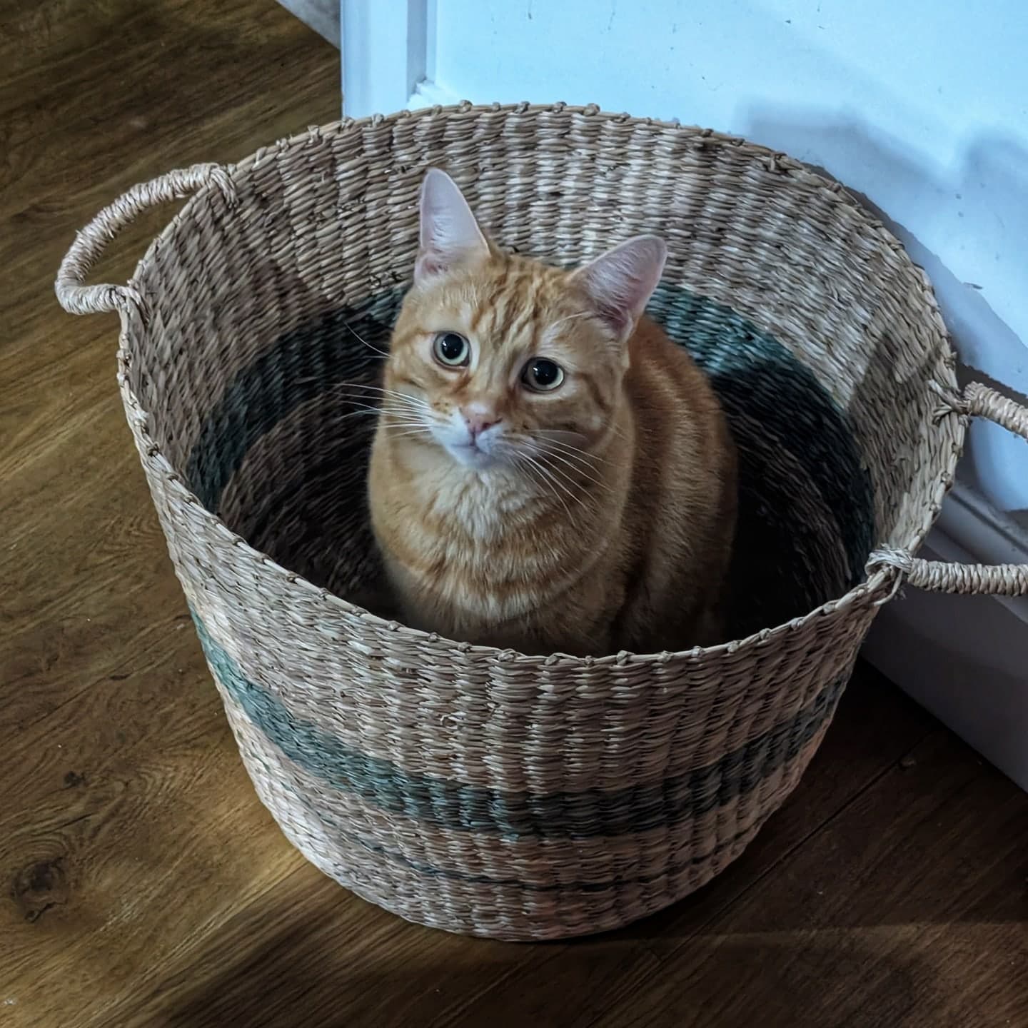 3am: He's valiantly guarding this important basket for us.